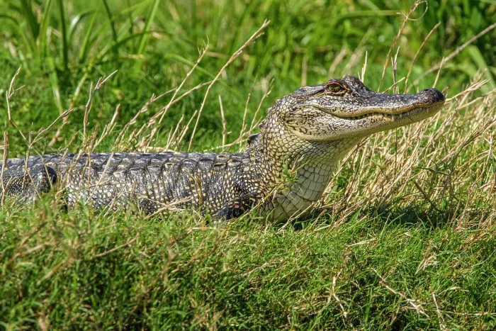 Framed Print : Basking alligator (Alligator mississipiensis), Cameron Prairie NWR, Louisiana, USA Framed Print : Basking alligator (Alligator mississipiensis), Cameron Prairie NWR, Louisiana, USA