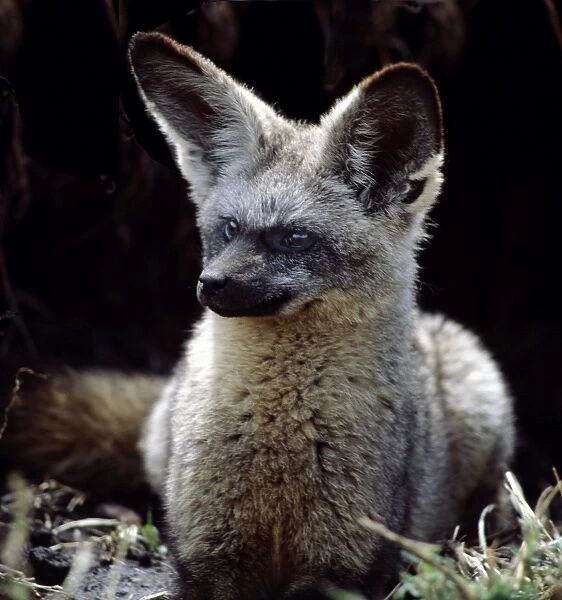 A bat-eared fox at the entrance to its burrow