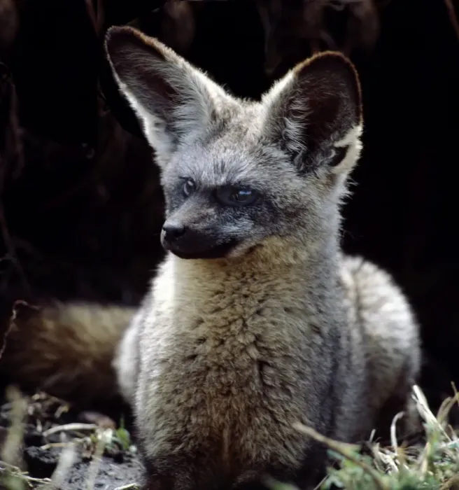 Framed Print : A bat-eared fox at the entrance to its burrow Framed Print : A bat-eared fox at the entrance to its burrow