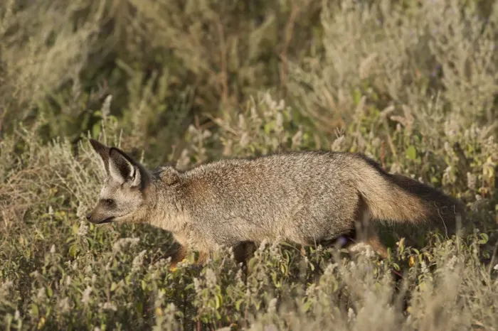 Framed Print : Bat-eared fox in the grass of the Serengeti, Tanzania