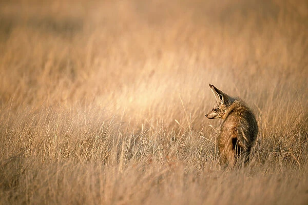 Bat Eared Fox, Kalahari Desert, Botswana