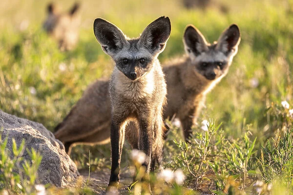 Bat Eared Fox, Nxai Pan National Park, Botswana