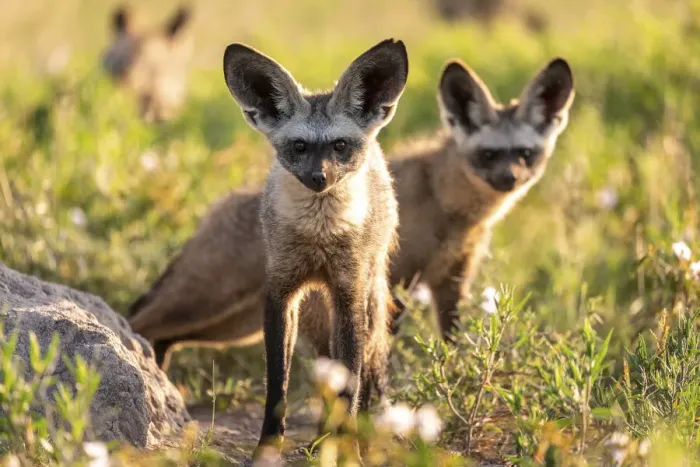 Framed Print : Bat Eared Fox, Nxai Pan National Park, Botswana Framed Print : Bat Eared Fox, Nxai Pan National Park, Botswana