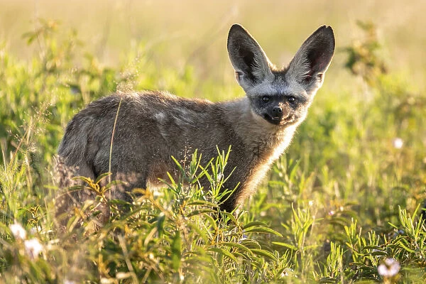 Bat Eared Fox, Nxai Pan National Park, Botswana