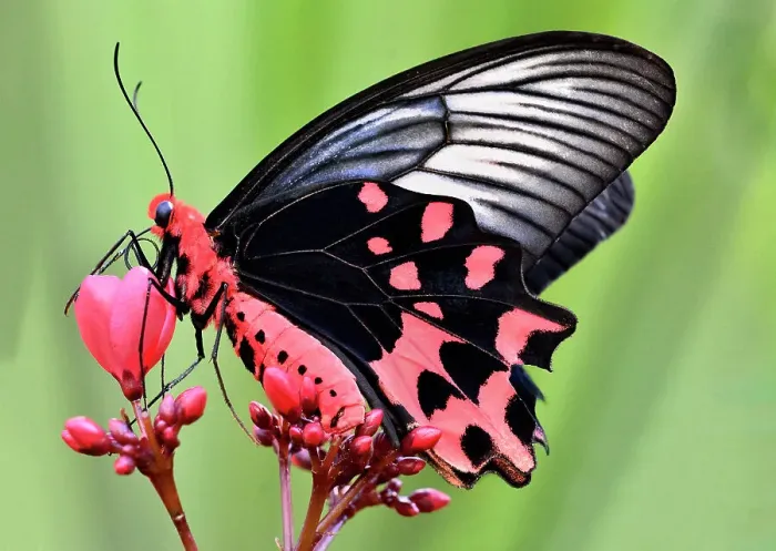 Framed Print : Batwing Butterfly on Peregrina Flower Framed Print : Batwing Butterfly on Peregrina Flower