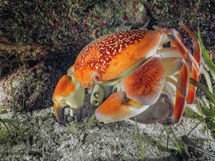 Framed Print : Batwing Coral Crab (Carpilius corallinus) mating, Grand Cayman, Cayman Islands, British West Indies Framed Print : Batwing Coral Crab (Carpilius corallinus) mating, Grand Cayman, Cayman Islands, British West Indies