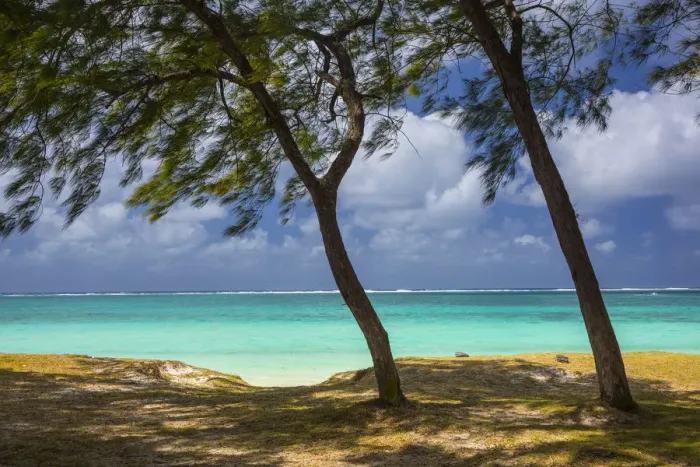 Framed Print : Beach and Casuarina Trees, Flacq district, East Coast, Mauritius Framed Print : Beach and Casuarina Trees, Flacq district, East Coast, Mauritius