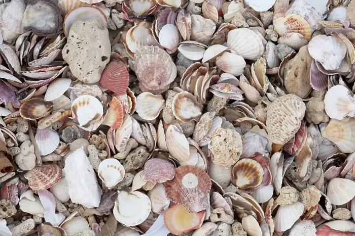 Framed Print : Beach covered in shells, Gigantes Islands, Iloilo Province, Western Visayas, Philippines