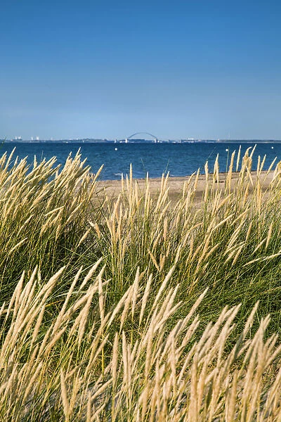 Beach and dunes, Heiligenhafen, Baltic coast, Schleswig-Holstein, Germany