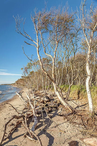 Beach forest with birches on the western edge of Darss, Mecklenburg-Western Pomerania, Baltic Sea, Northern Germany, Germany