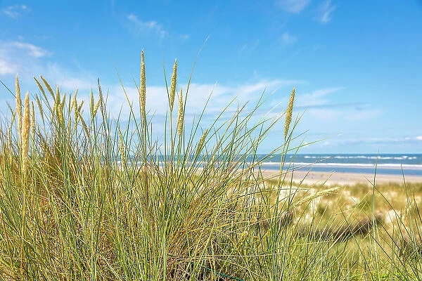Beach grass in the dunes on the north beach of Spiekeroog, East Frisian Islands, East Frisia, Lower Saxony, Germany