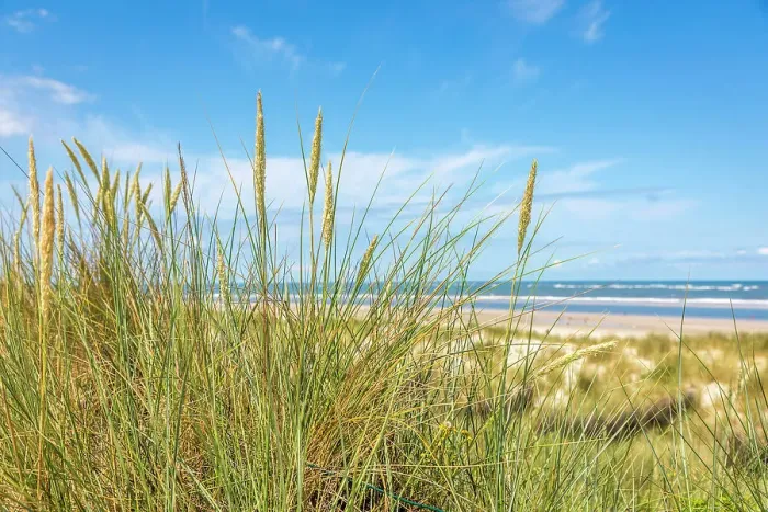 Framed Print : Beach grass in the dunes on the north beach of Spiekeroog, East Frisian Islands, East Frisia, Lower Saxony, Germany Framed Print : Beach grass in the dunes on the north beach of Spiekeroog, East Frisian Islands, East Frisia, Lower Saxony, Germany