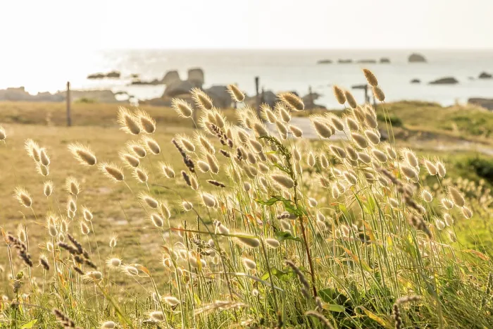 Framed Print : Beach grass at sunset at the Phare de Pontusval, Plouneour-Brignogan-Plages, Finistere, Brittany, France Framed Print : Beach grass at sunset at the Phare de Pontusval, Plouneour-Brignogan-Plages, Finistere, Brittany, France