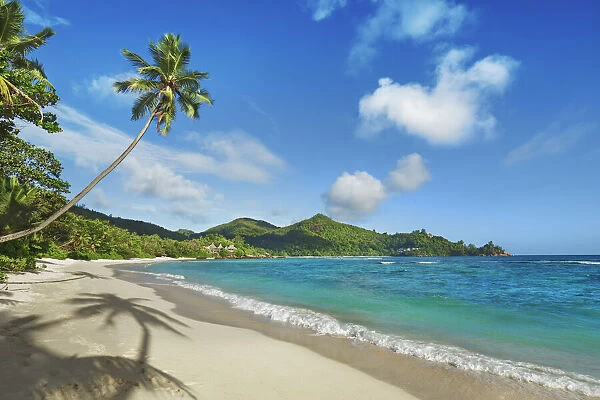 Beach impression with coconut palm an der Petite Anse - Seychelles, Mahe