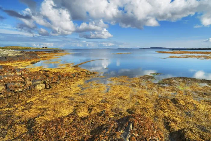Framed Print : Beach landscape with bladder wrack on Berneray - United Kingdom, Scotland, Outer Hebrides Framed Print : Beach landscape with bladder wrack on Berneray - United Kingdom, Scotland, Outer Hebrides