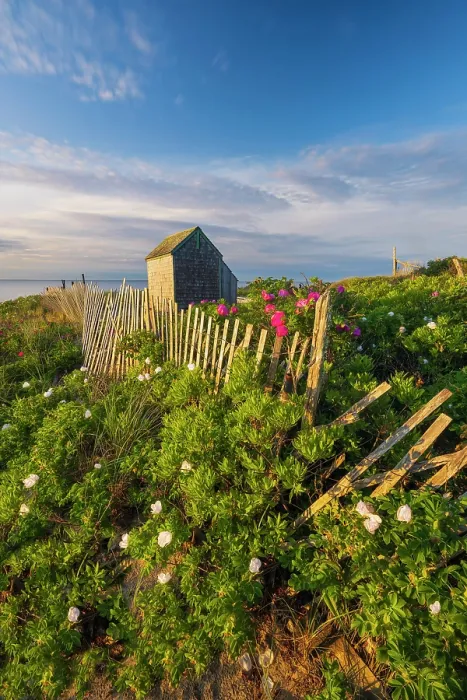 Framed Print : Beach roses and shack at Foster Beach, Cape Cod, Chatham, Massachusetts, USA Framed Print : Beach roses and shack at Foster Beach, Cape Cod, Chatham, Massachusetts, USA