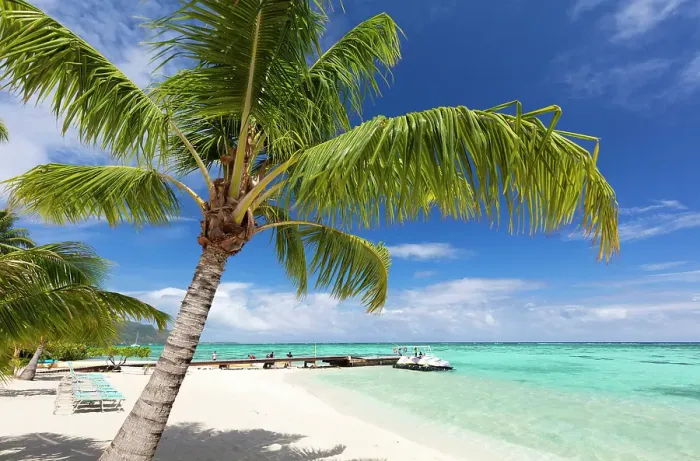 Framed Print : Beach scene with palm trees, , Mo'orea, Society Islands, Pacific Ocean, French Polynesia Framed Print : Beach scene with palm trees, , Mo'orea, Society Islands, Pacific Ocean, French Polynesia