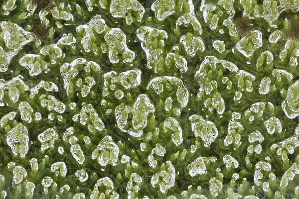 Beads of water trapped upon vibrant green moss Landmannalaugar, Southern Iceland July