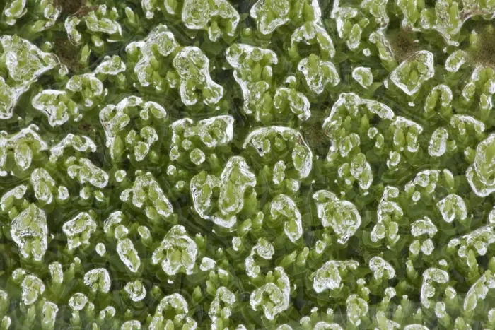 Framed Print : Beads of water trapped upon vibrant green moss Landmannalaugar, Southern Iceland July Framed Print : Beads of water trapped upon vibrant green moss Landmannalaugar, Southern Iceland July