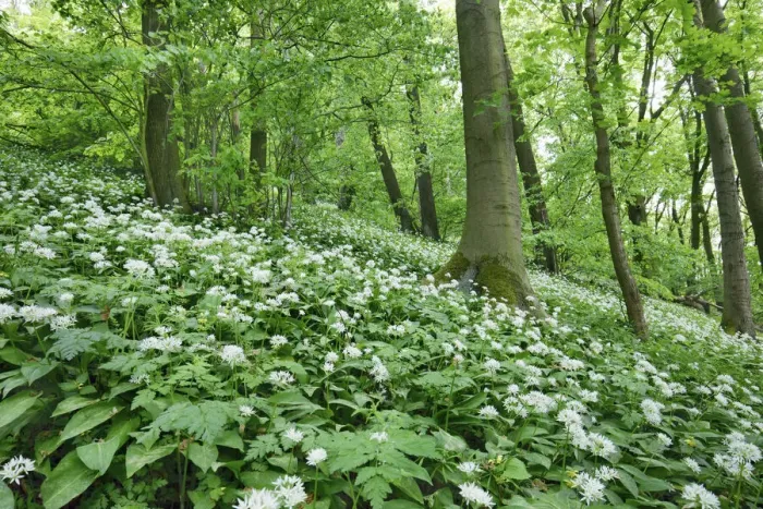 Framed Print : Bear garlic in beech forest - Germany, Hessia, Kassel, Schwalm-Eder-Kreis, Gudensberg Framed Print : Bear garlic in beech forest - Germany, Hessia, Kassel, Schwalm-Eder-Kreis, Gudensberg