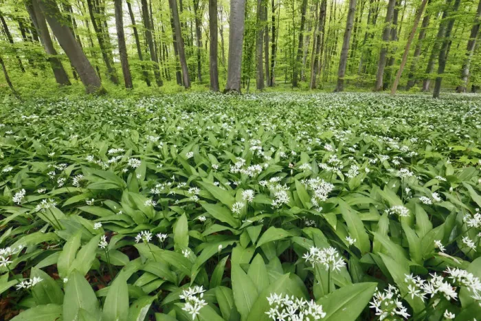 Framed Print : Bear garlic in beech forest - Germany, Baden-Wurttemberg, Tubingen, Reutlingen, Metzingen Framed Print : Bear garlic in beech forest - Germany, Baden-Wurttemberg, Tubingen, Reutlingen, Metzingen