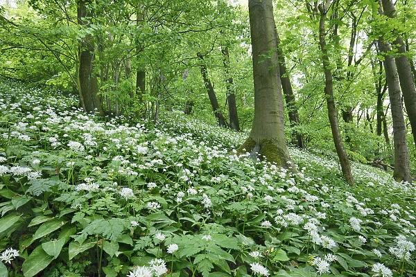 Bear garlic in beech forest - Germany, Hessia, Kassel, Schwalm-Eder-Kreis, Gudensberg