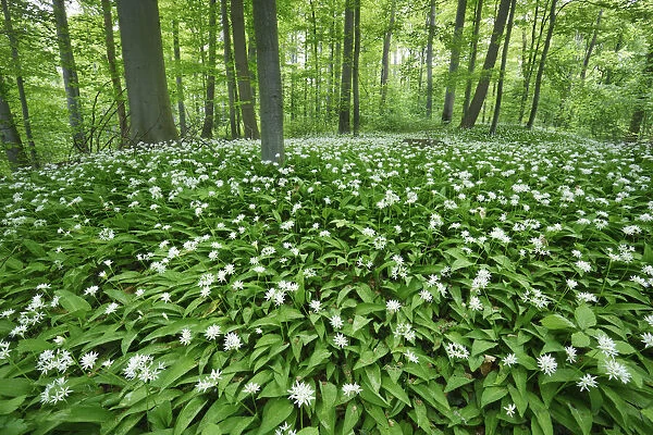 Bear garlic in beech forest - Germany, Lower Saxony, Gottingen - Gottinger Stadtwald