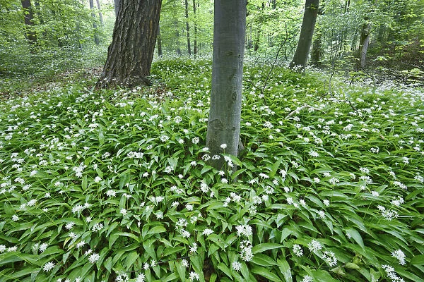 Bear garlic in beech forest - Germany, Lower Saxony, Gottingen - Gottinger Stadtwald