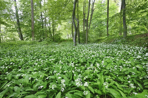 Bear garlic in beech forest - Germany, Lower Saxony, Gottingen