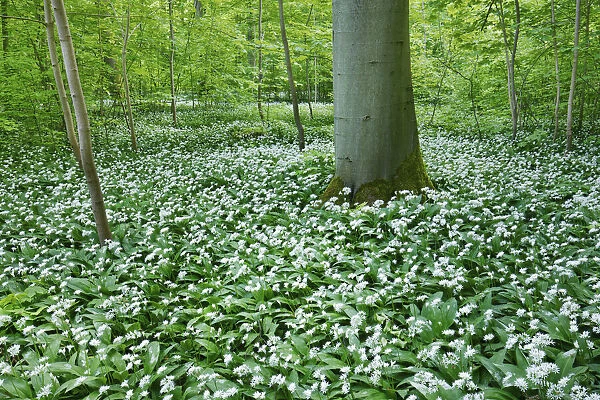 Bear garlic in beech forest - Germany, Lower Saxony, Gottingen, Plesseburg