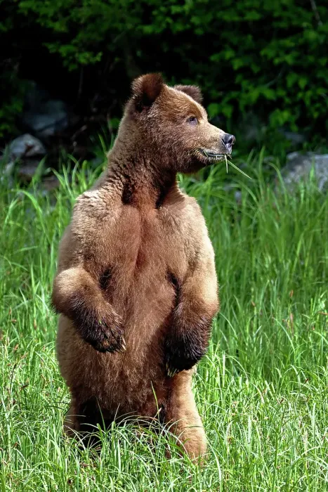 Framed Print : A bear stands in the sedge grass in the khutzeymateen grizzly bear sanctuary, canada