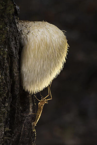 Bearded Tooth (Hericium erinaceus) on oak with resting cranefly, Rhodope Mountains