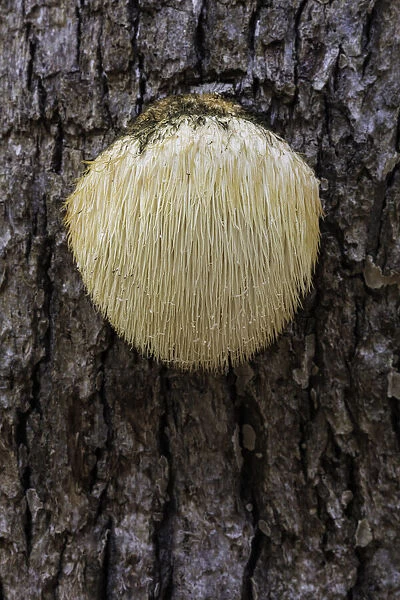 Bearded Tooth (Hericium erinaceus) on oak, Rhodope Mountains, Bulgaria