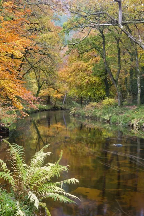 Framed Print : Beautiful Autumnal colours line the banks of the River Teign at Fingle Bridge, Dartmoor