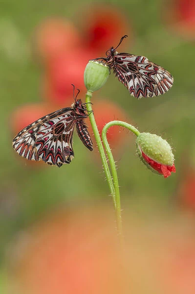 beautiful butterfly on poppies