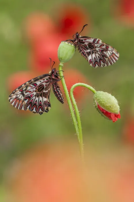 Framed Print : beautiful butterfly on poppies Framed Print : beautiful butterfly on poppies