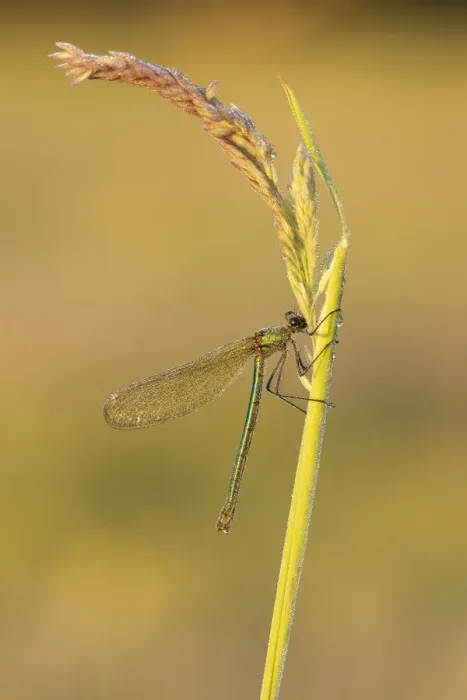 Framed Print : Beautiful Demoiselle (Calopteryx virgo), female, River Frome, Dorchester, Dorset, England Framed Print : Beautiful Demoiselle (Calopteryx virgo), female, River Frome, Dorchester, Dorset, England