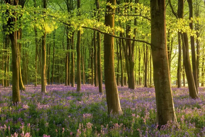Framed Print : Beautiful evening sunlight in a bluebell woodland, Wiltshire, England. Spring (May) 2022 Framed Print : Beautiful evening sunlight in a bluebell woodland, Wiltshire, England. Spring (May) 2022