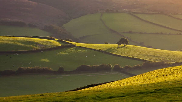Beautiful rolling countryside in evening sunlight, Exmoor, Somerset, England