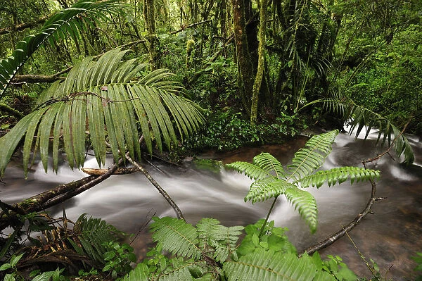 A beautiful stream in Panamas Parque De Nacional De Amistad and surrounding lush
