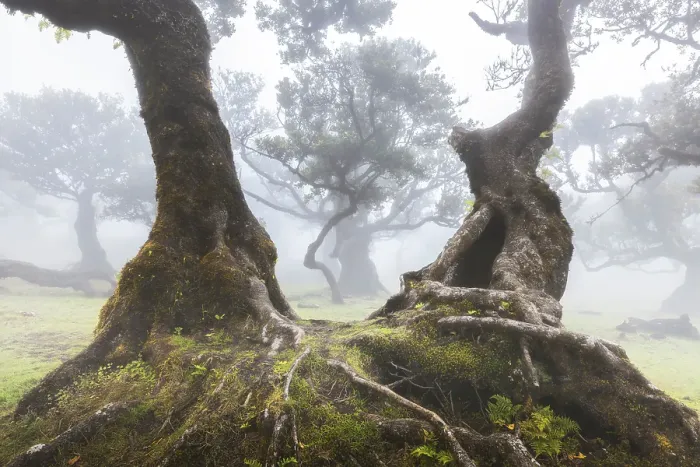 Framed Print : Beautiful view at Fanal Forest during a foggy day, Porto Moniz, Madeira, Portugal Framed Print : Beautiful view at Fanal Forest during a foggy day, Porto Moniz, Madeira, Portugal