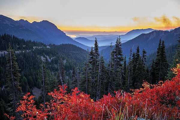 Beautiful view of mountains, forest and flowers at Hurricane Ridge, Olympic National Park, Washington State, USA