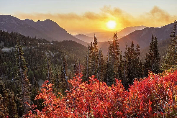 Beautiful view of mountains, forest and flowers at Hurricane Ridge, Olympic National Park, Washington State, USA