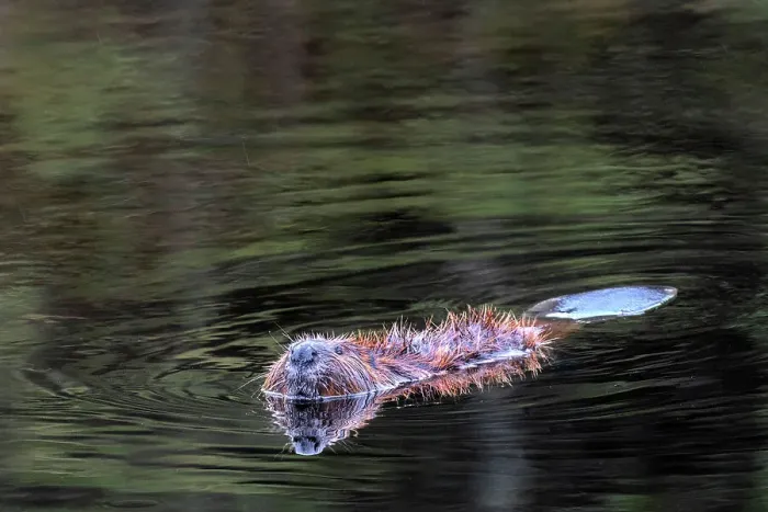 Framed Print : Beaver (Castor canadensis) in Algonquin Provincial Park, Ontario, Canada Framed Print : Beaver (Castor canadensis) in Algonquin Provincial Park, Ontario, Canada