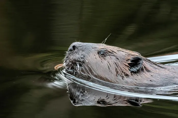 Framed Print : Beaver (Castor canadensis) at Costello Creek in Algonquin Provincial Park, Ontario, Canada Framed Print : Beaver (Castor canadensis) at Costello Creek in Algonquin Provincial Park, Ontario, Canada