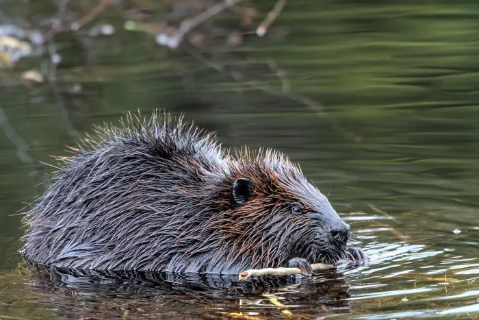 Framed Print : Beaver (Castor canadensis) at Costello Creek in Algonquin Provincial Park, Ontario, Canada Framed Print : Beaver (Castor canadensis) at Costello Creek in Algonquin Provincial Park, Ontario, Canada