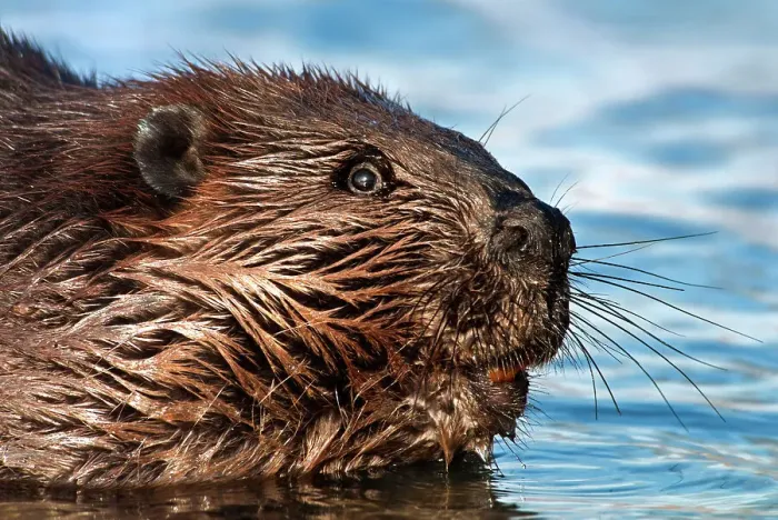 Framed Print : Beaver (Castor canadensis), Horseshoe Lake, Parry Sound, Ontario, Canada