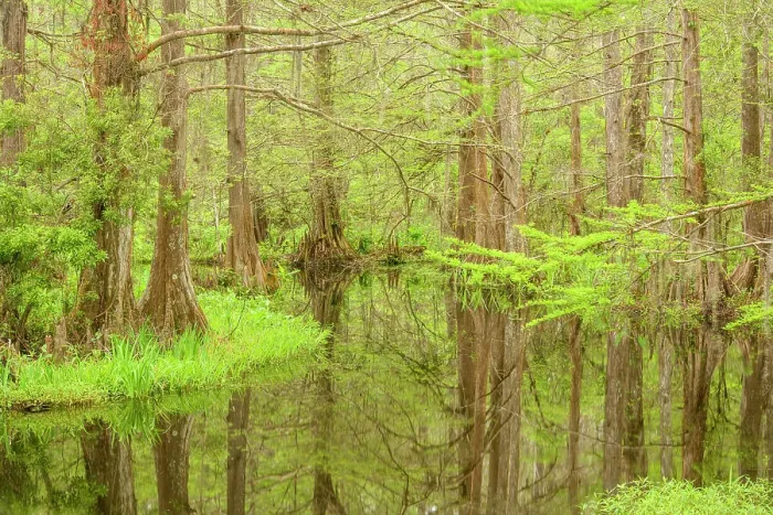 Framed Print : The Beaver Pond, near Bayou Castine, in spring, Northlake Nature Center, Mandeville, Louisiana, USA