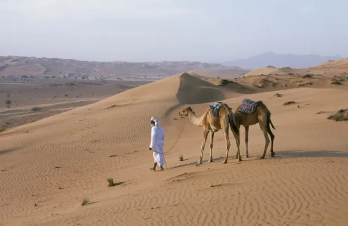 Framed Print : A Bedu leads his camels through the sand dunes in the desert Framed Print : A Bedu leads his camels through the sand dunes in the desert