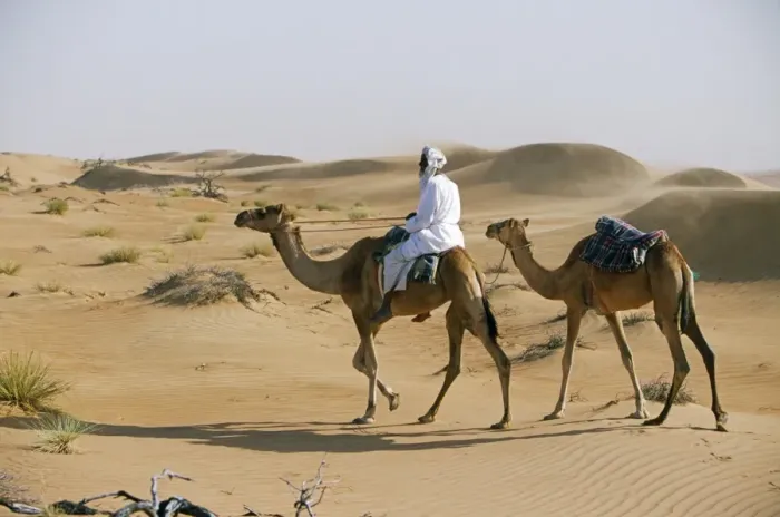 Framed Print : A Bedu rides his camel amongst the sand dunes in the desert Framed Print : A Bedu rides his camel amongst the sand dunes in the desert